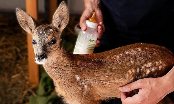 Ein Rehkitz wird von einer Person mit einer Anti-Kolik-Flasche gefüttert. Der Hintergrund zeigt eine Scheune mit Stroh.