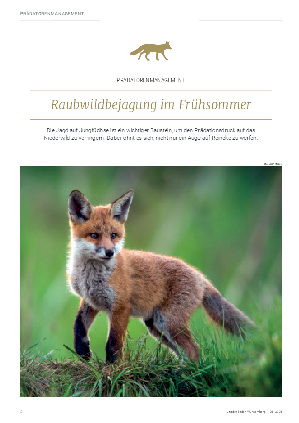 pdf-preview